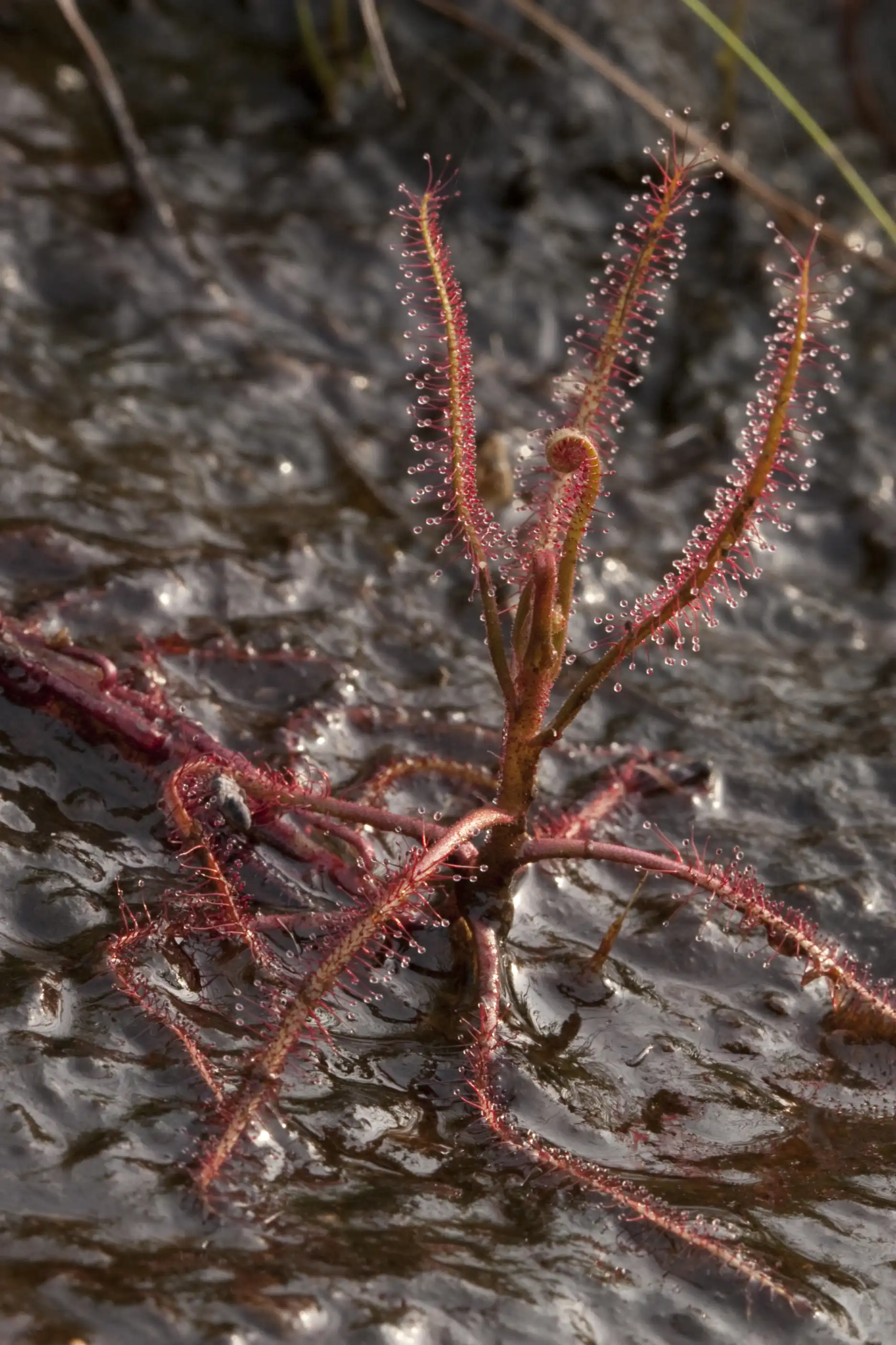 Drosera indica growing in water seeping across rocks