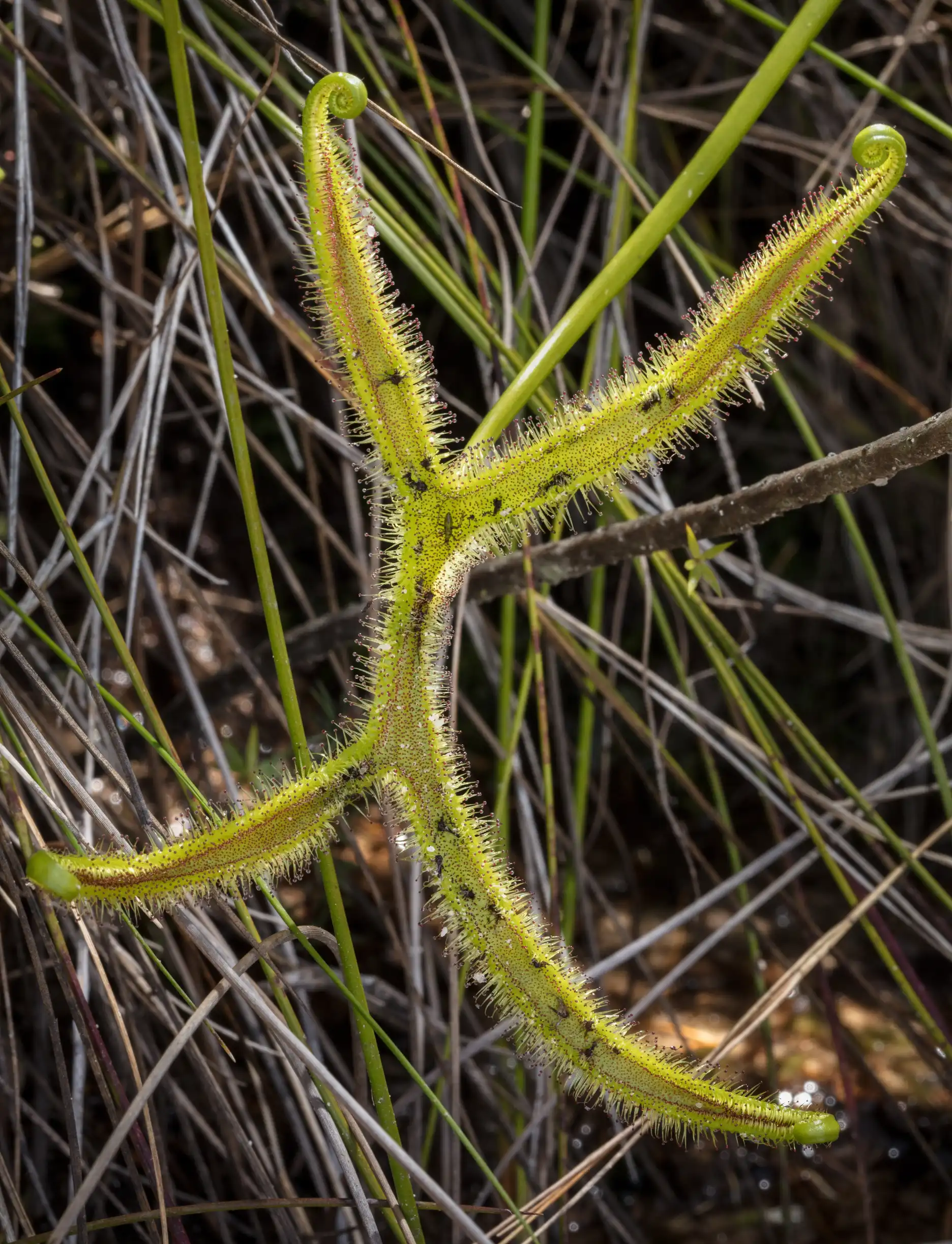 Drosera binata var dichotoma leaf