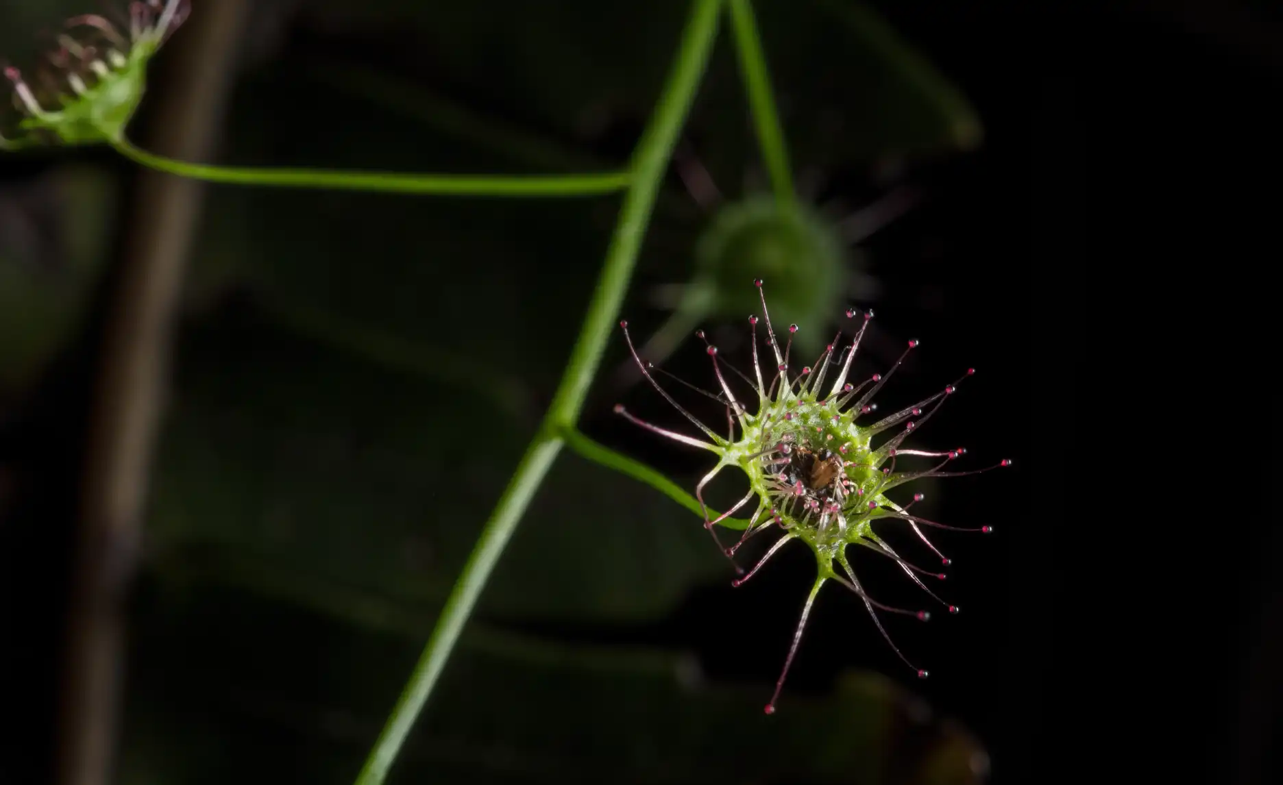 Drosera auriculata leaf detail