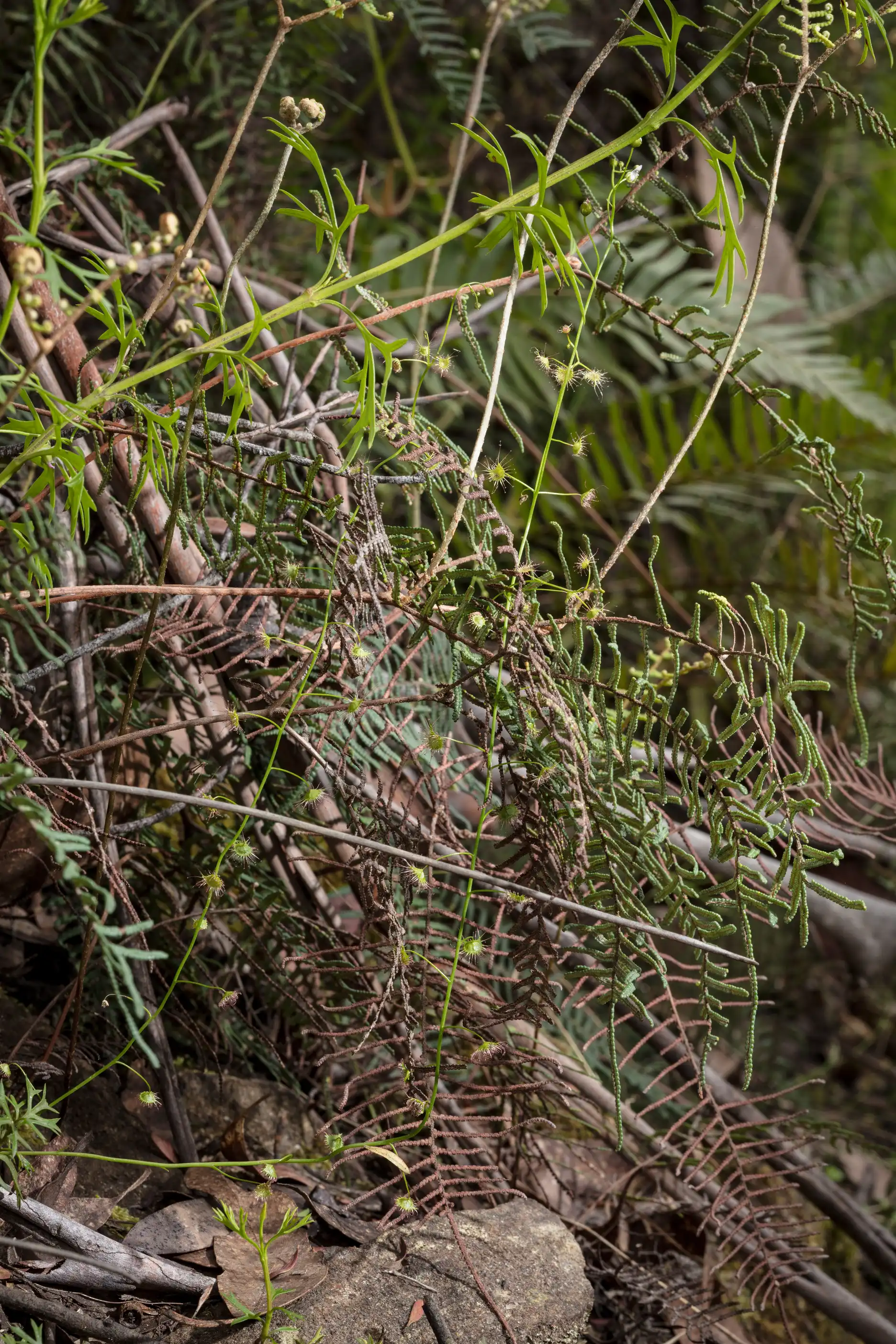 Drosera auriculata plant with other trail-side foliage