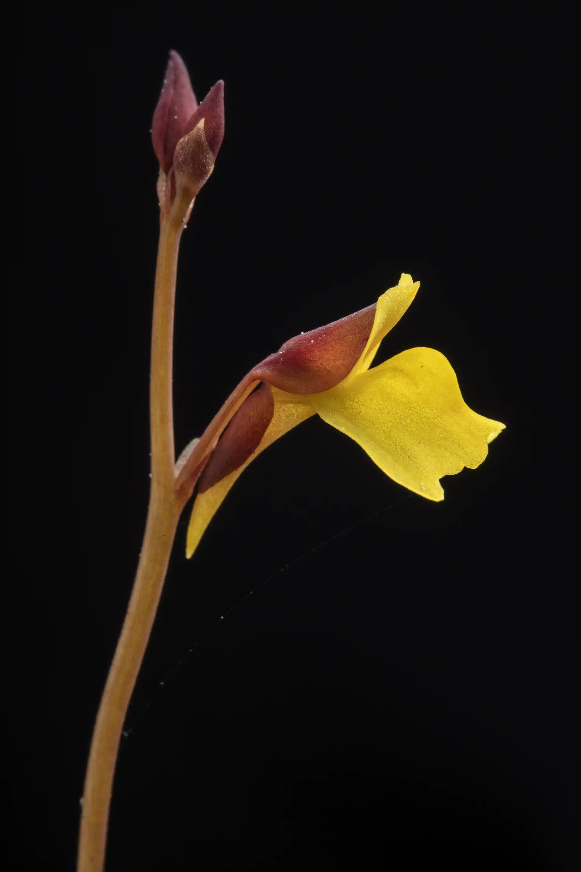 Utricularia bifida flower