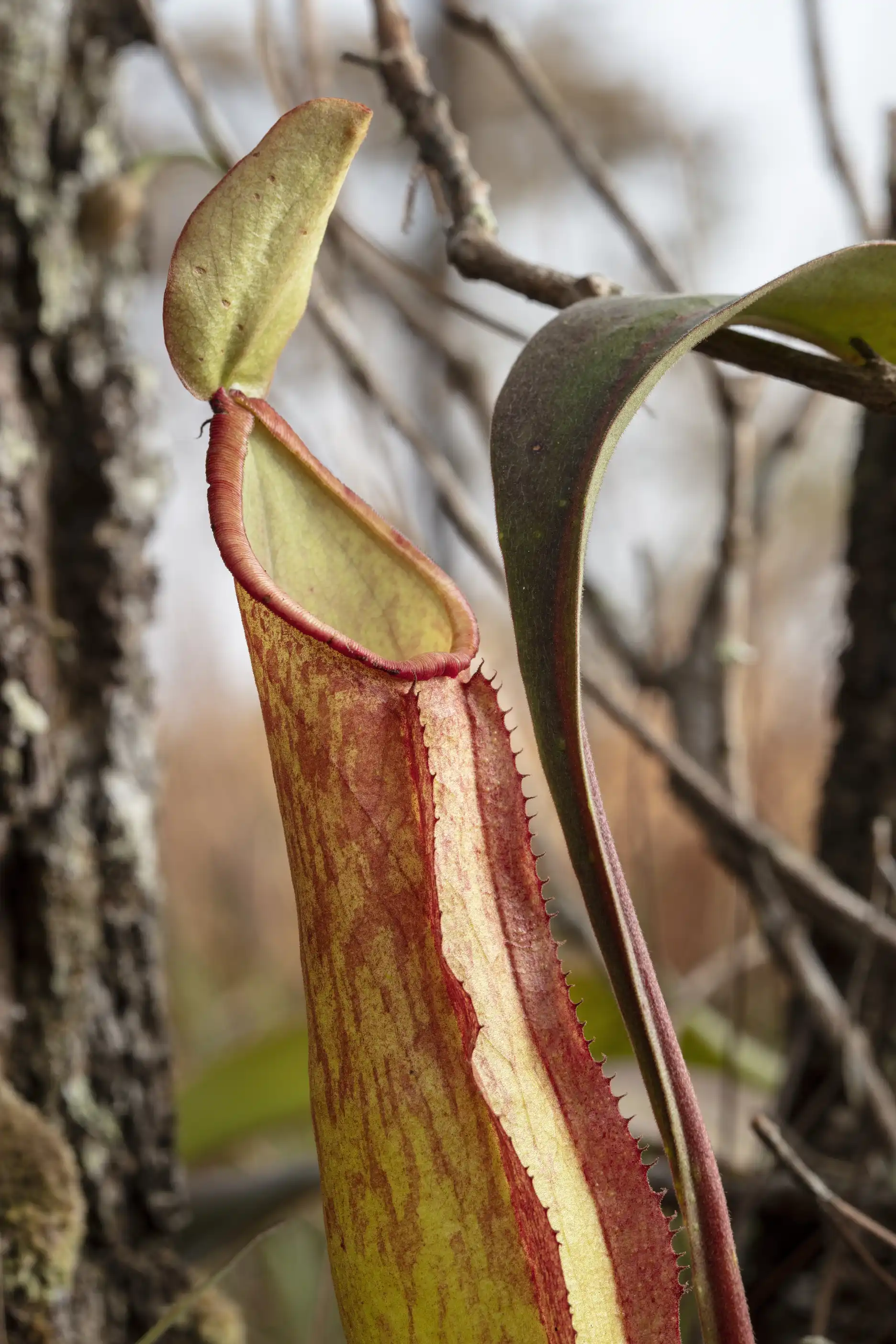 Nepenthes smilesii pitcher