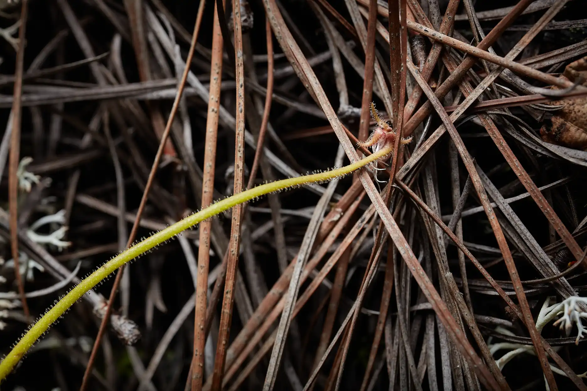 Pinguicula medusina plantlet growing on the tip of a leaf.