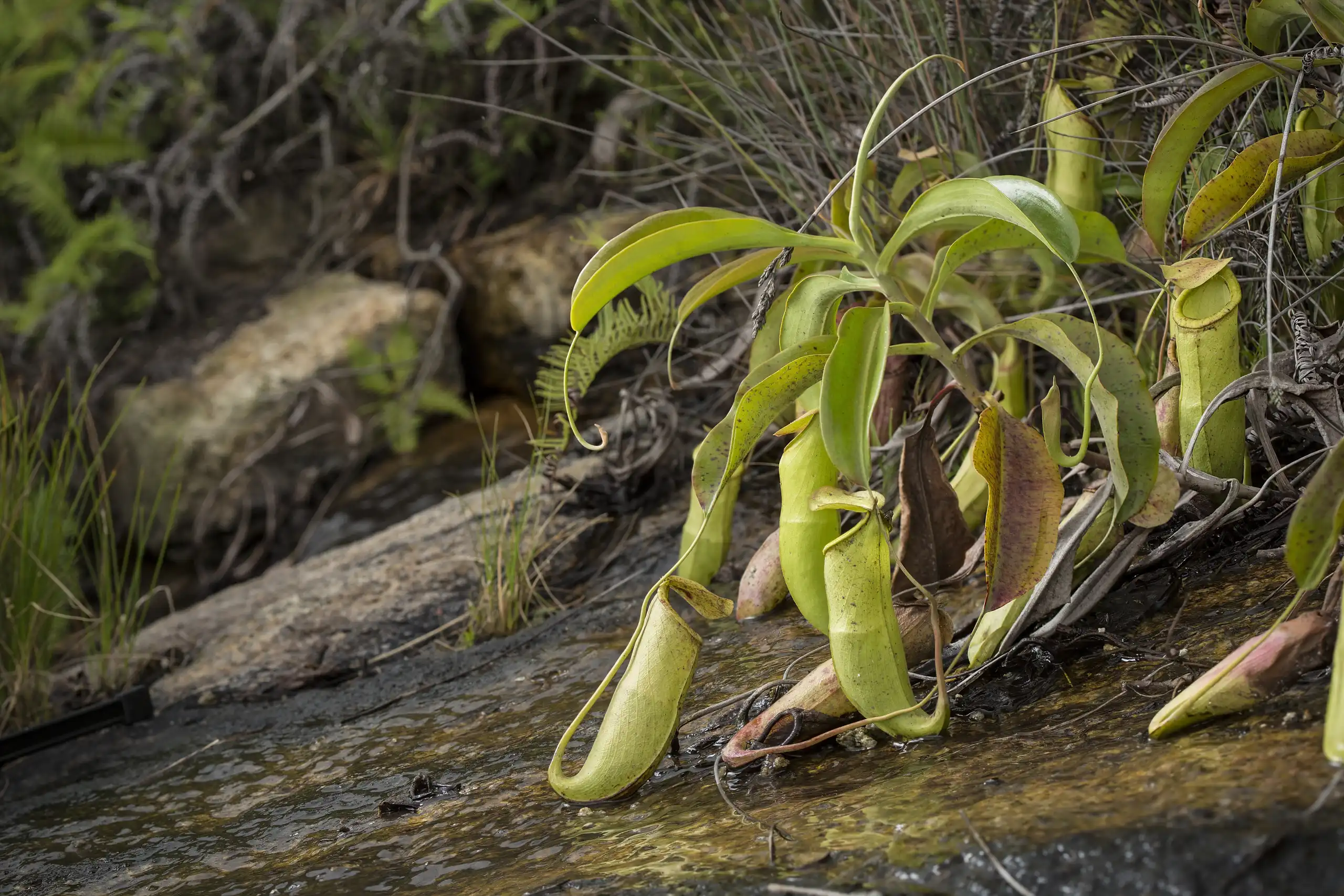 Nepenthes mirabilis plant growing on Coloane Island in Macau.